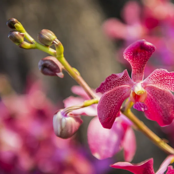 Güzel mor orkide çiçek ağaç — Stok fotoğraf