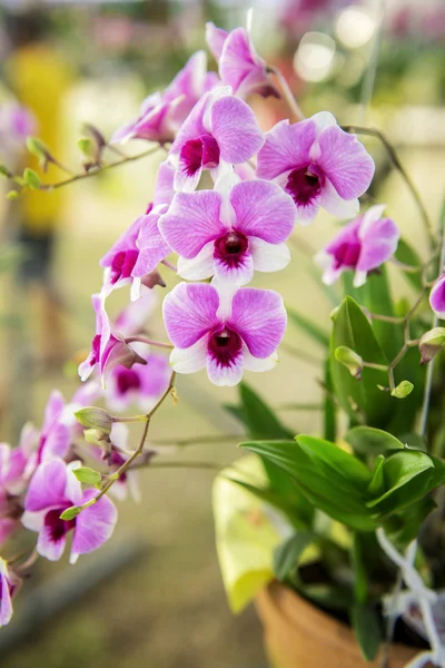 Bellissimo albero di fiori orchidea viola — Foto Stock