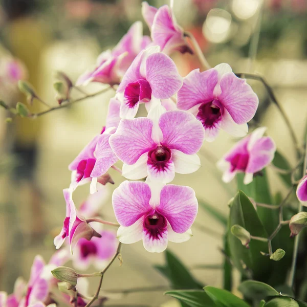 Bellissimo albero di fiori orchidea viola — Foto Stock