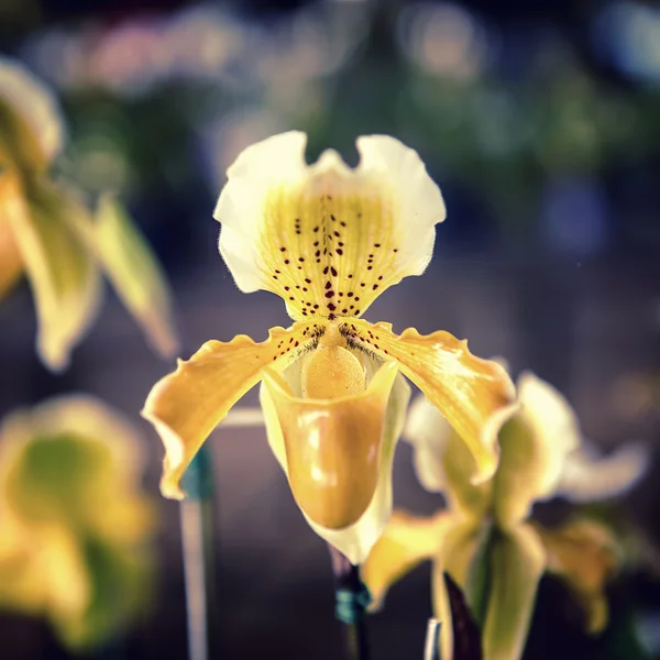 Sarı orkide çiçek ağaç. Paphiopedilum. — Stok fotoğraf