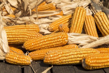 Ahşap üzerinde kurutulmuş Mısır arabası Tay tarzı, Tayland