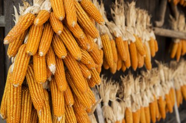 Tayland dış kırsal ev kurutulmuş Mısır kapattı