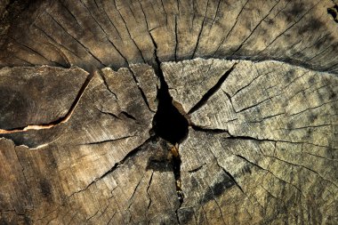 Kesit günlük arka plan ve doku