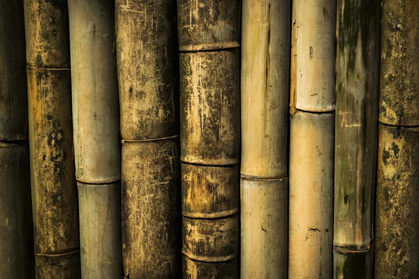 Fundo de parede de bambu e textura — Fotografia de Stock