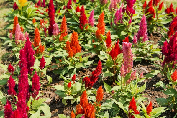 Bir bahçede horoz ibiği çiçeği (Celosia Cristata).