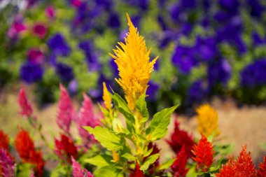 Bir bahçede horoz ibiği çiçeği (Celosia Cristata).