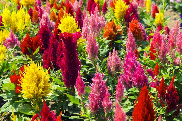 Bir bahçede horoz ibiği çiçeği (Celosia Cristata).