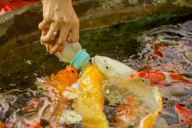 Aç süslü sazan balık havuzu besleme.