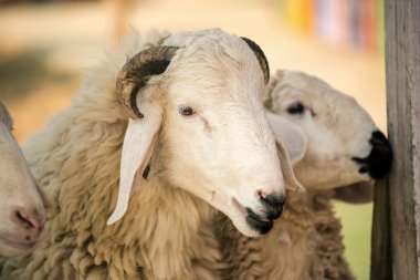 Çocuk koyun çiftliğinde, Tayland besleme