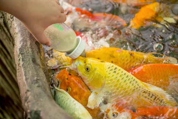 Alimentar peces carpas de lujo hambrientos en la piscina . — Foto de Stock