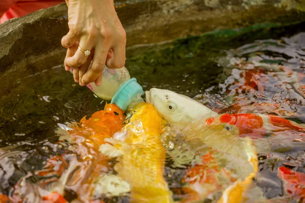 Alimentando peixes carpa fantasia famintos na piscina . — Fotografia de Stock