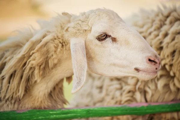 Kid feeding sheep in the farm ,Thailand Stock Image