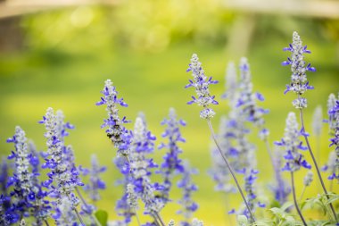 Menekşe Çiçek Bahçe, çiçek arka planda