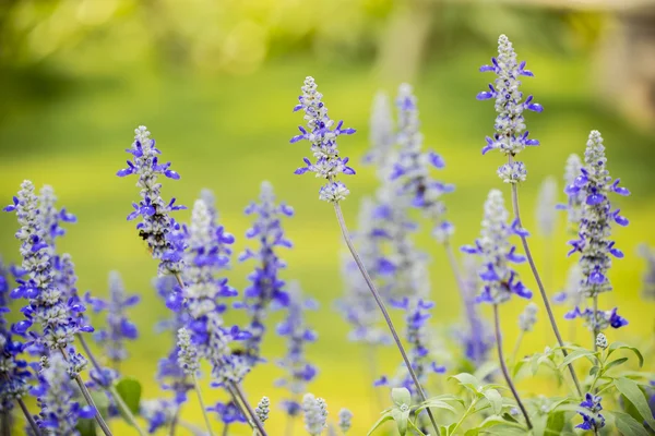 Menekşe Çiçek Bahçe, çiçek arka planda