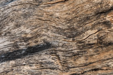 Doku ve ağaç arka plan ağaç kabuğu