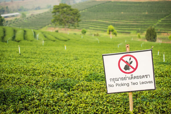 Caution Sign at Choui Fong Tea Plantation ,Chiangrai Thailand.