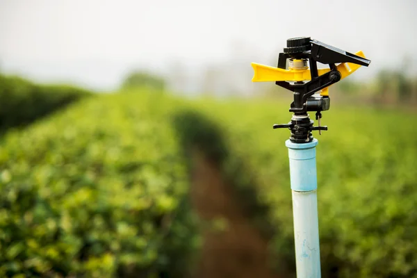 Su fıskiye Choui Fong çay ekimi, Chiangrai Tayland.