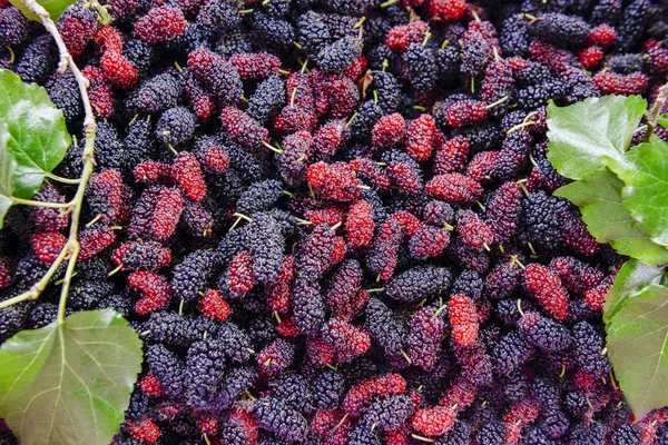 Çiftlikten hasat organik dut meyve yukarıya kapatmak.