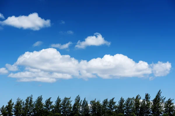 Nice blue sky and cloud and pine tree — Stock Photo, Image