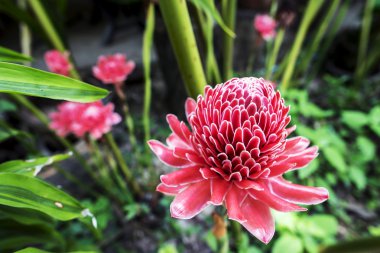 etlingera elatior tropikal kırmızı çiçek.