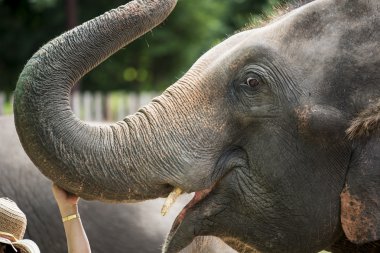 Asya fili baş kadın turizm ile kapatın. Lampang, thailand.