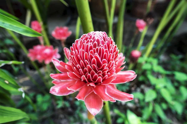 etlingera elatior tropikal kırmızı çiçek.