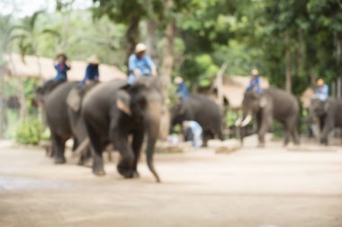 bulanık odak .elephant gösterisi, lampang, thailand.