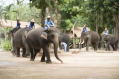bulanık odak .elephant gösterisi, lampang, thailand.