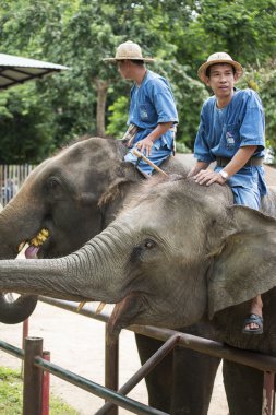 muz filler turizmi için beklemek mahouts denetim akışı