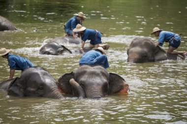 mahouts banyo ve filler nehre temiz