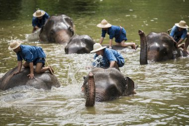 mahouts banyo ve filler nehre temiz
