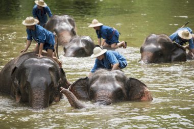 mahouts banyo ve filler nehre temiz