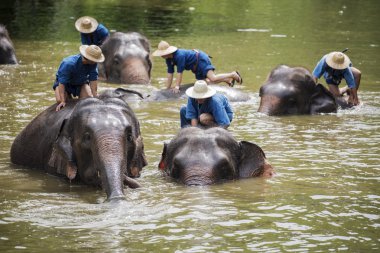 mahouts banyo ve filler nehre temiz