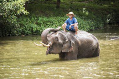mahouts banyo ve filler nehre temiz