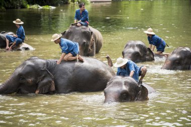 mahouts banyo ve filler nehre temiz
