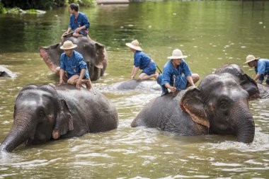 mahouts banyo ve filler nehre temiz