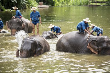 mahouts banyo ve filler nehre temiz