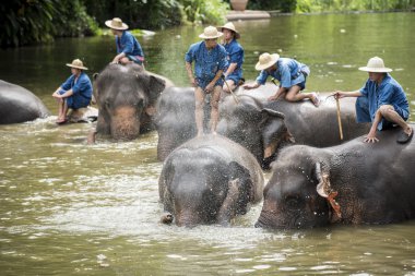 mahouts banyo ve filler nehre temiz