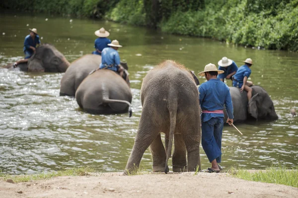 Mahouts bain et nettoyer les éléphants dans la rivière — Photo