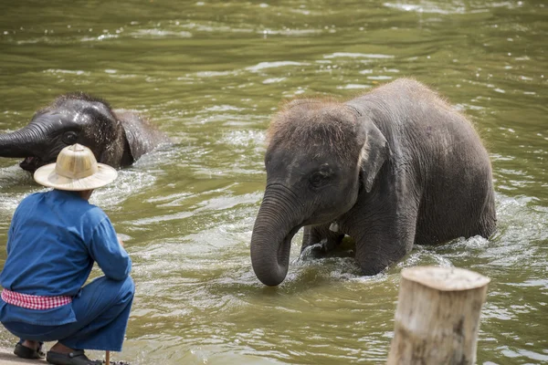 Mahouts bain et nettoyer les éléphants dans la rivière — Photo