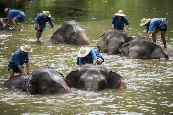 Mahouts do kąpieli i czyste słonie w rzece — Zdjęcie stockowe