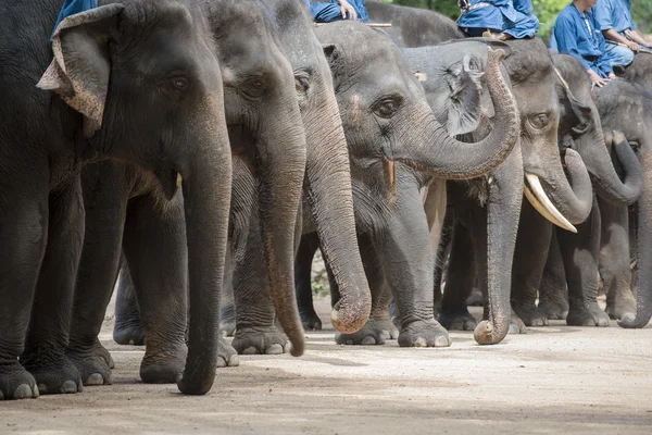 Elephant show and training with mahout. Lampang ,Thailand. — Stock Photo, Image