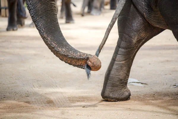 Close up elephant trunk holding the tail of another elephant. — Stock Photo, Image