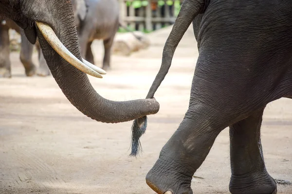 Close up elephant trunk holding the tail of another elephant. — Stock Photo, Image