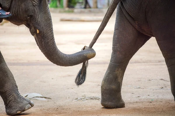Close up elephant trunk holding the tail of another elephant. — Stock Photo, Image