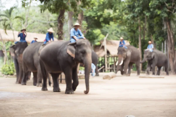 Verschwommener Fokus .Elefantenshow, Lampang, Thailand. — Stockfoto