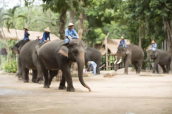 Zaburzenia ostrości .elephant show, lampang, Tajlandia. — Zdjęcie stockowe