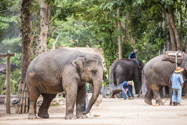 Tägliche Elefantenshow im thailändischen Elefantenschutzzentrum. — Stockfoto