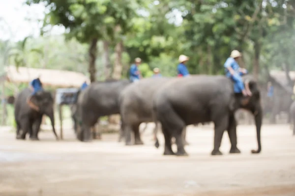 Blurred focus .Elephant show ,Lampang ,Thailand. — Stock Photo, Image