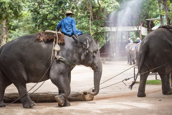 Tägliche Elefantenshow im thailändischen Elefantenschutzzentrum. — Stockfoto